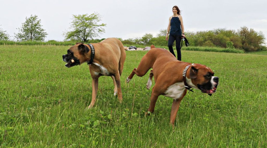 Timea H. Brady, DVM, and her dogs