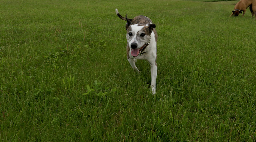 A mixed-breed dog belonging to Dr. Brady