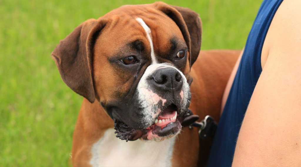 A boxer belonging to Dr. Brady