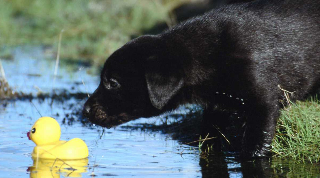 A black Labrador retriever sniffing a toy duck floating in a pond