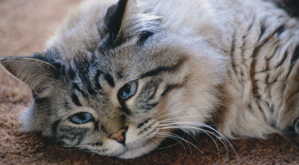 A blue-eyed reclining cat