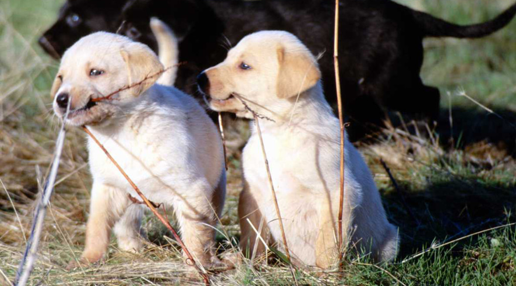 Two retriever puppies chewing sticks