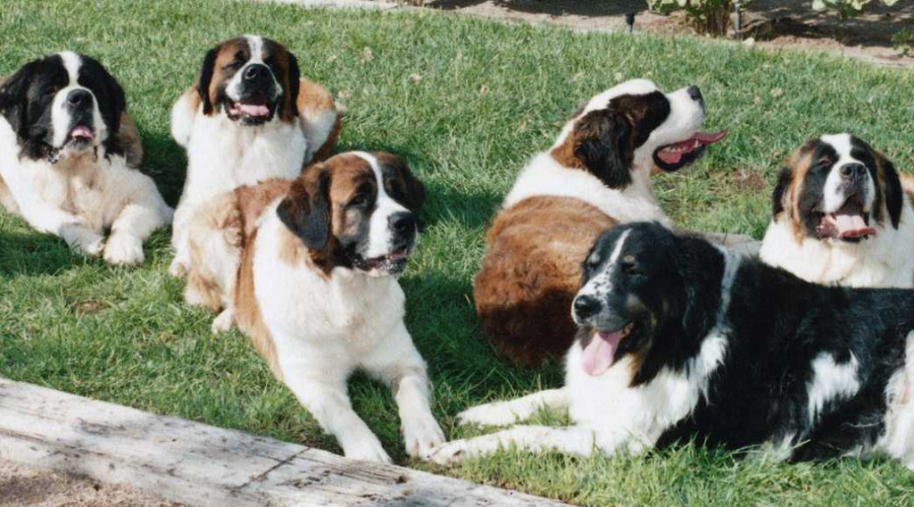 Six St. Bernards lying in the grass