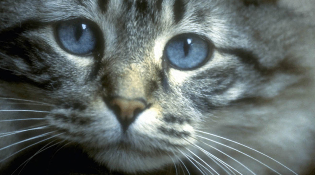 Close-up of a blue-eyed cat's face