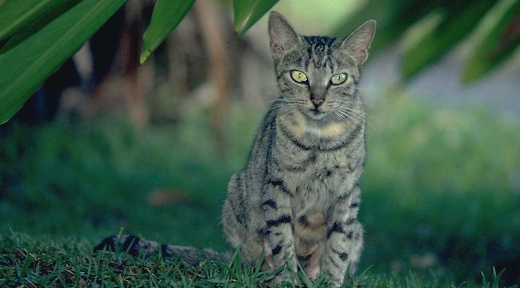 A seated green-eyed cat outdoors