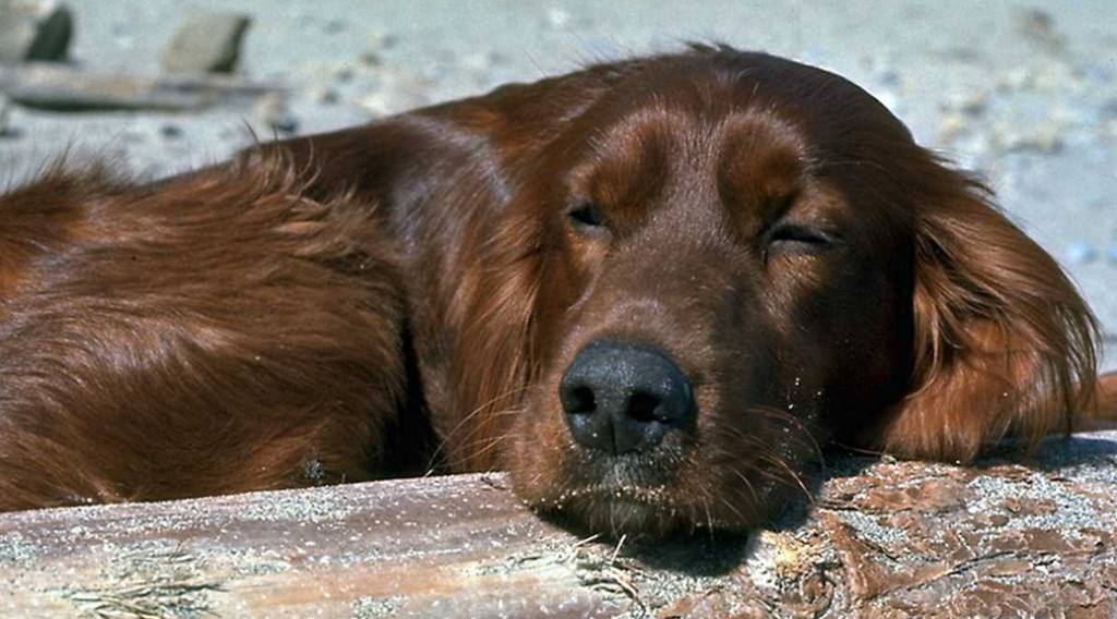 A red dog snoozing in the sun