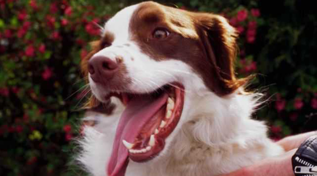 A spaniel panting