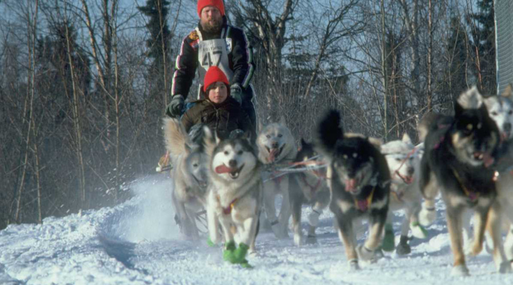 A dog sled team running in snow