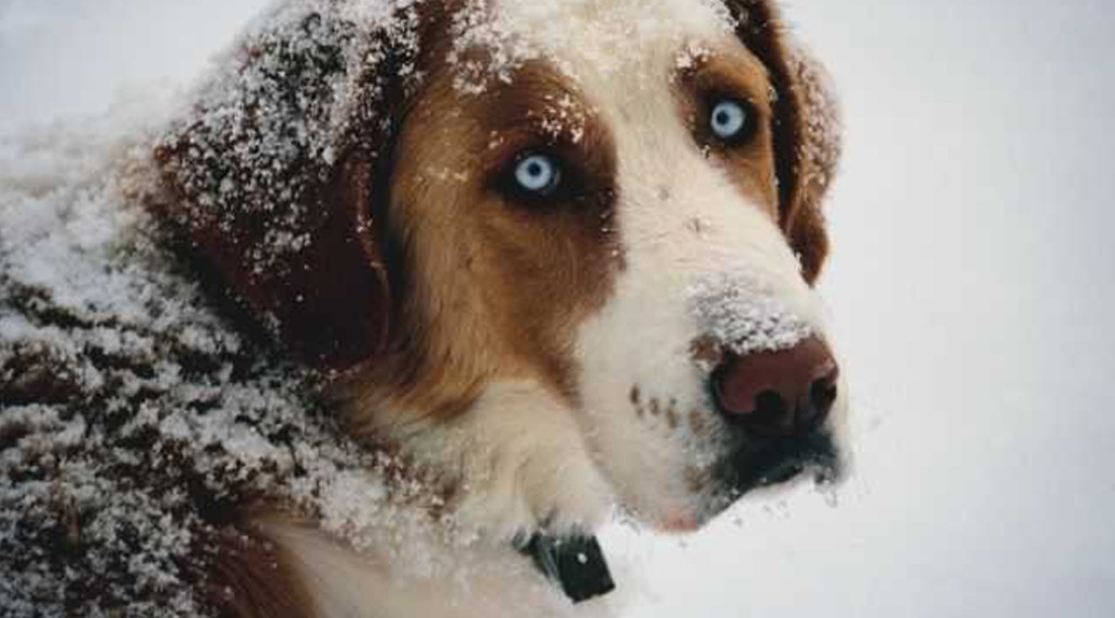 A blue-eyed dog dusted with snow