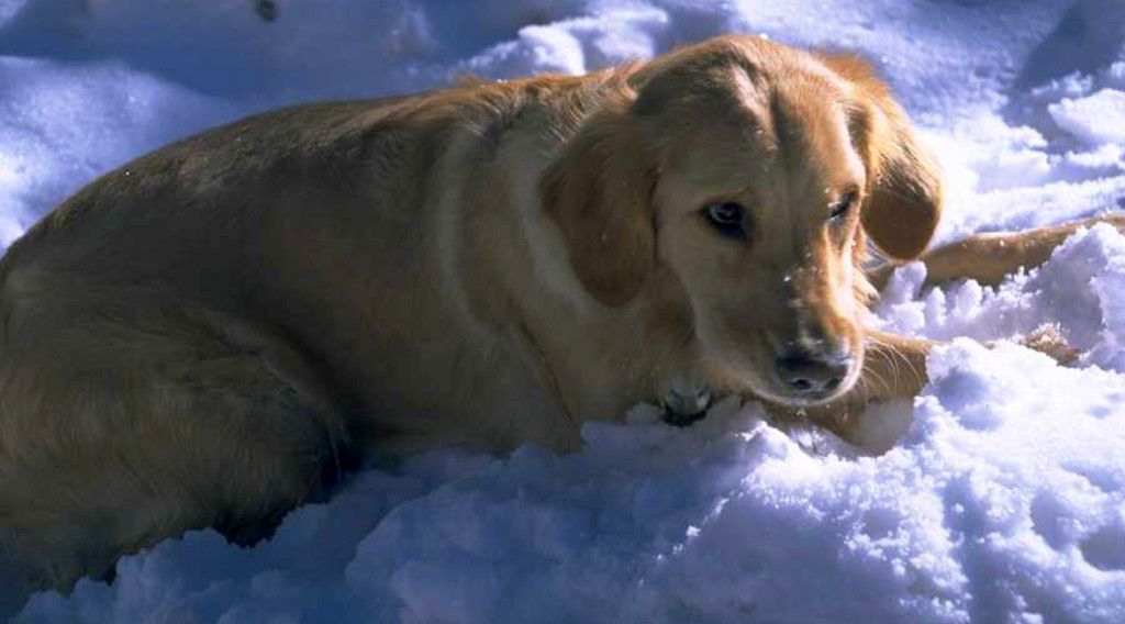 A yellow Labrador retriever lying in snow