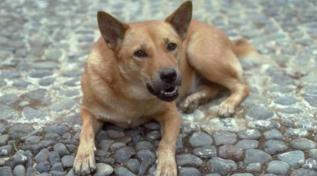 A mixed breed dog lying on cobblestones, showing teeth