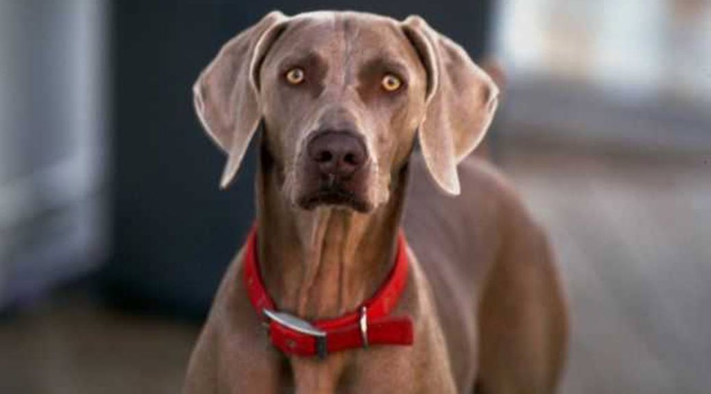 An alert Weimaraner