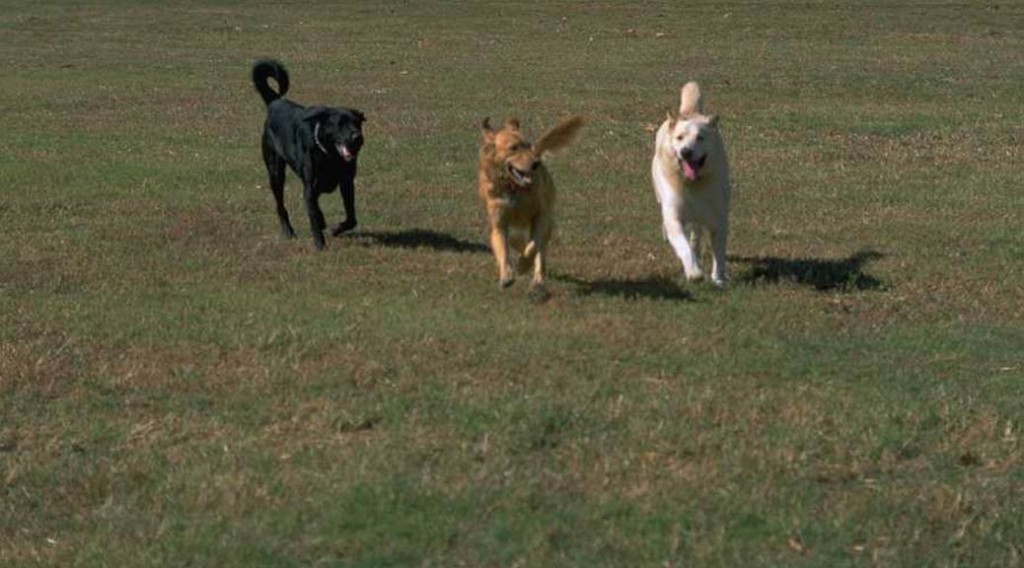 Three dogs running across a field