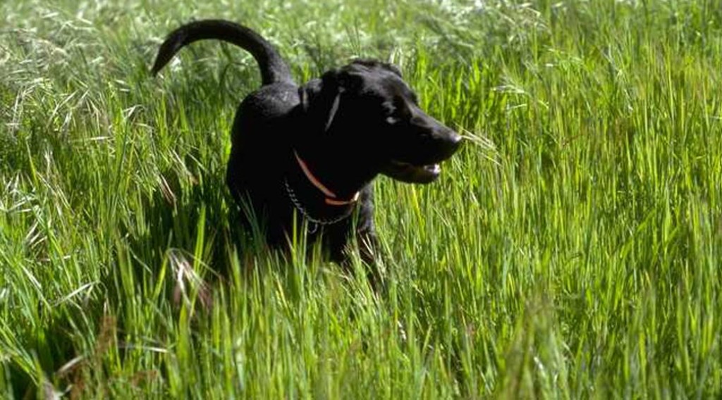 Black Labrador retriever in tall grass