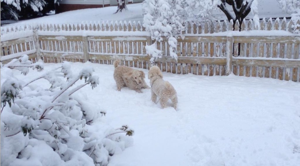 Poodles playing in the snow