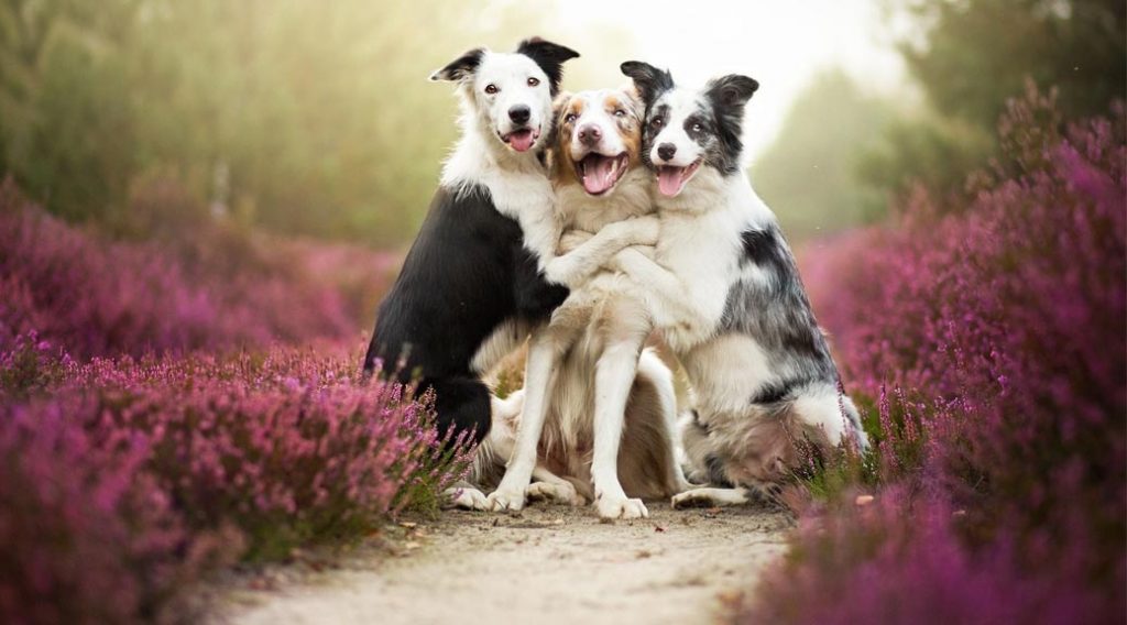 Three border collies hugging