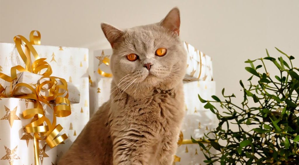 Cat with Christmas gifts