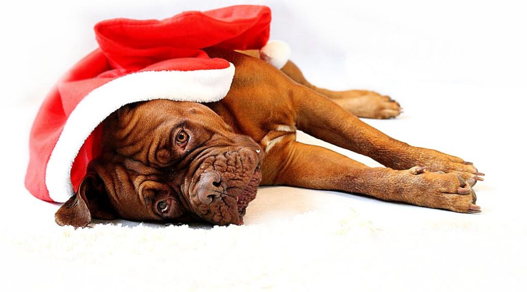 Dog wearing Santa cap