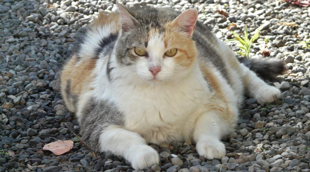 Large cat