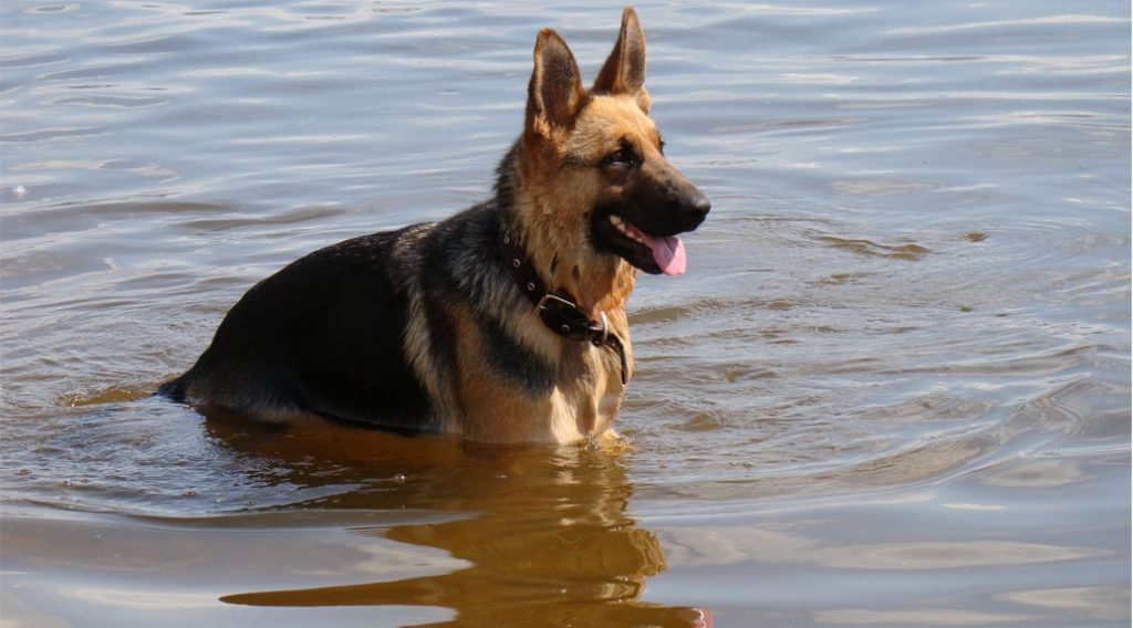 German shepherd in water