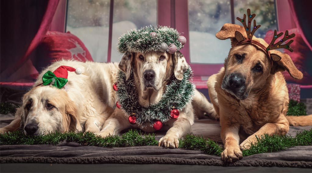 Three dogs wearing Christmas costumes