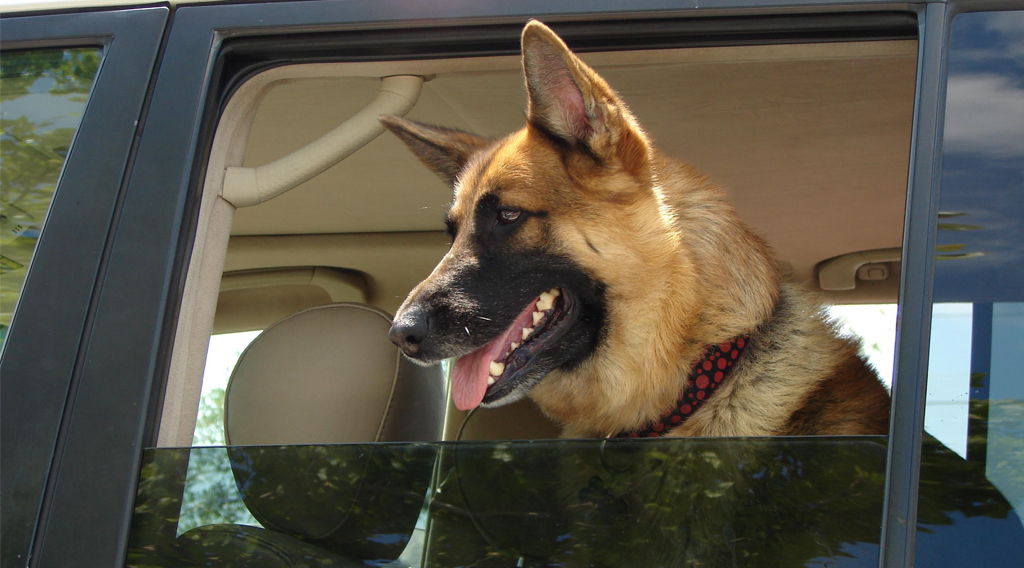 German shepherd dog looking out a car window