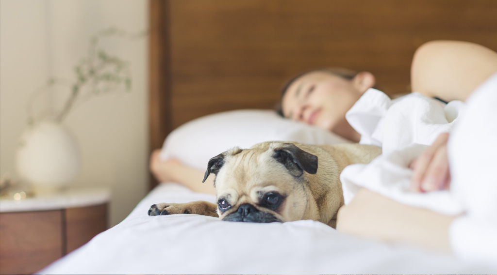 Pug on bed with sleeping owner