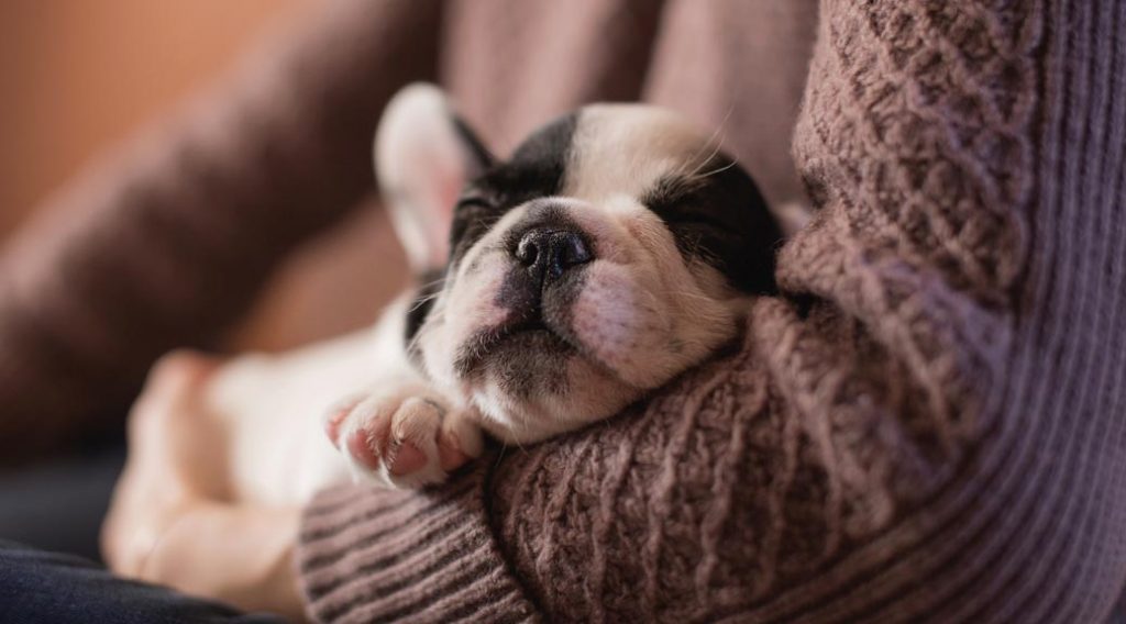 Puppy cradled in owner's arm