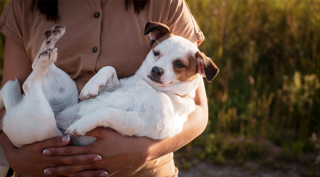 Dog being held in owner's arms