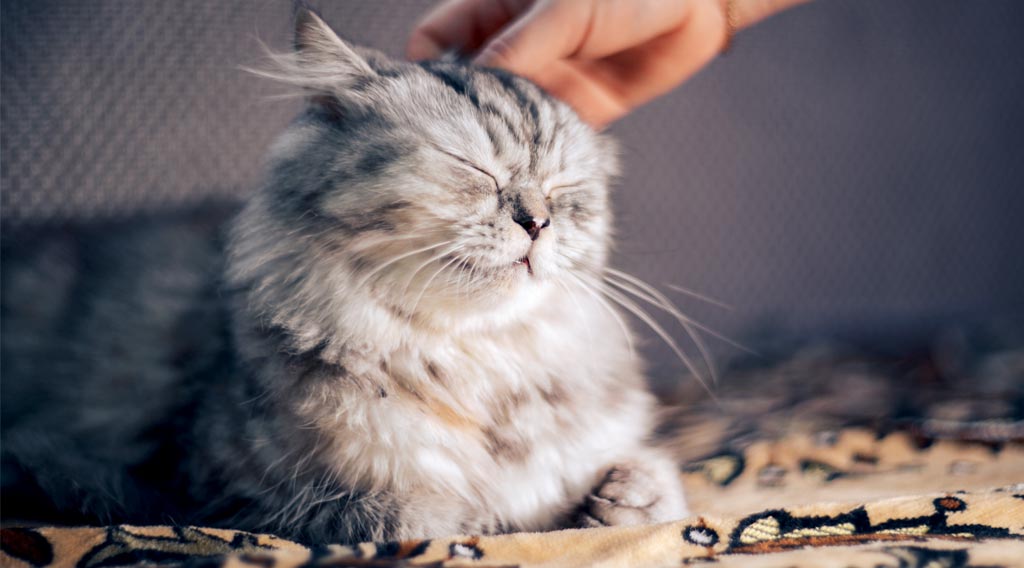 Cat with eyes closed being petted on the head