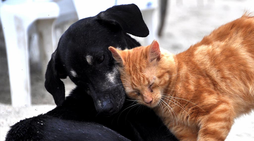 Black dog and orange cat snuggling together