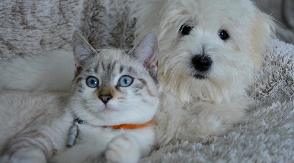 Cat and dog relaxing together on a bed