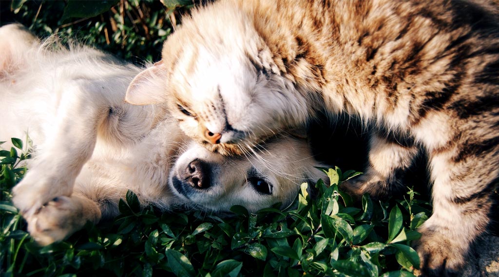 Cat rubbing its head against a reclining dog's head