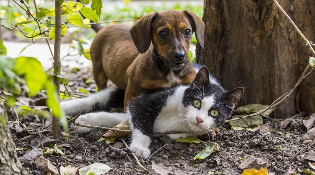 Dog and cat playing together beneath a tree