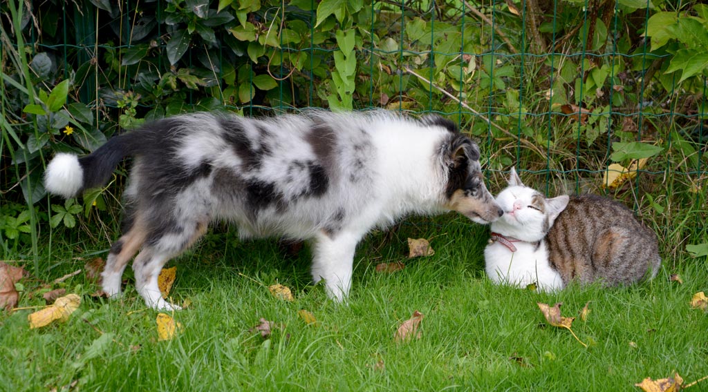 Dog sniffing reclining cat's face