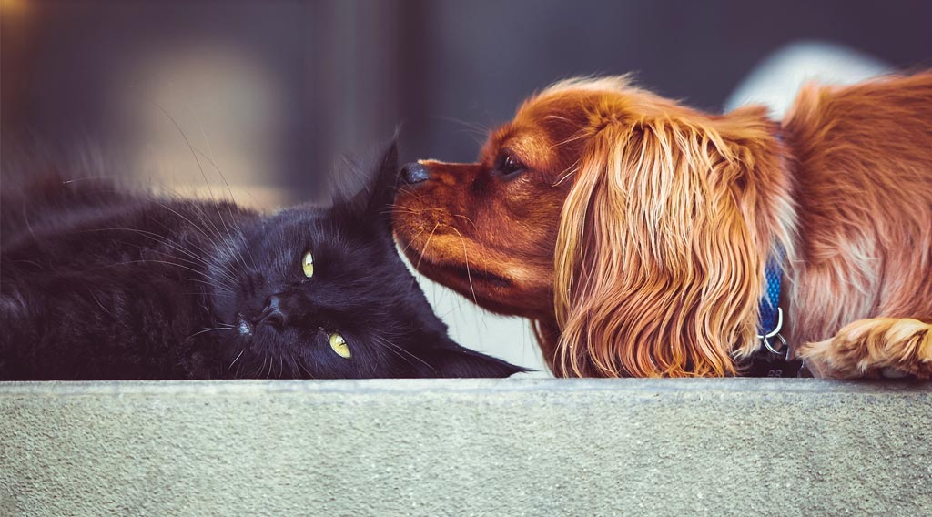 Reclining dog sniffing reclining cat's ear