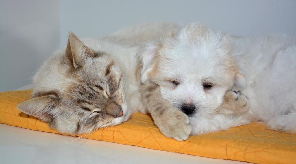 Cat sleeping next to puppy