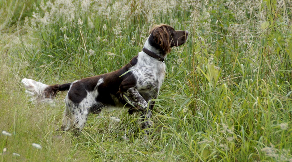 Hunting dog