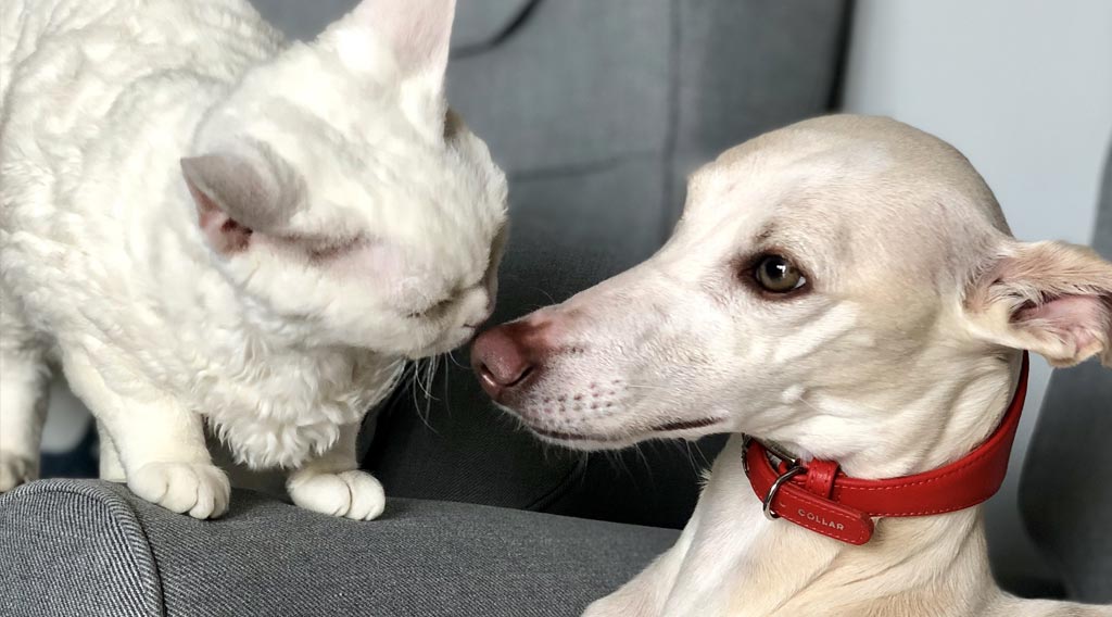 White cat nose-to-nose with cream-colored dog