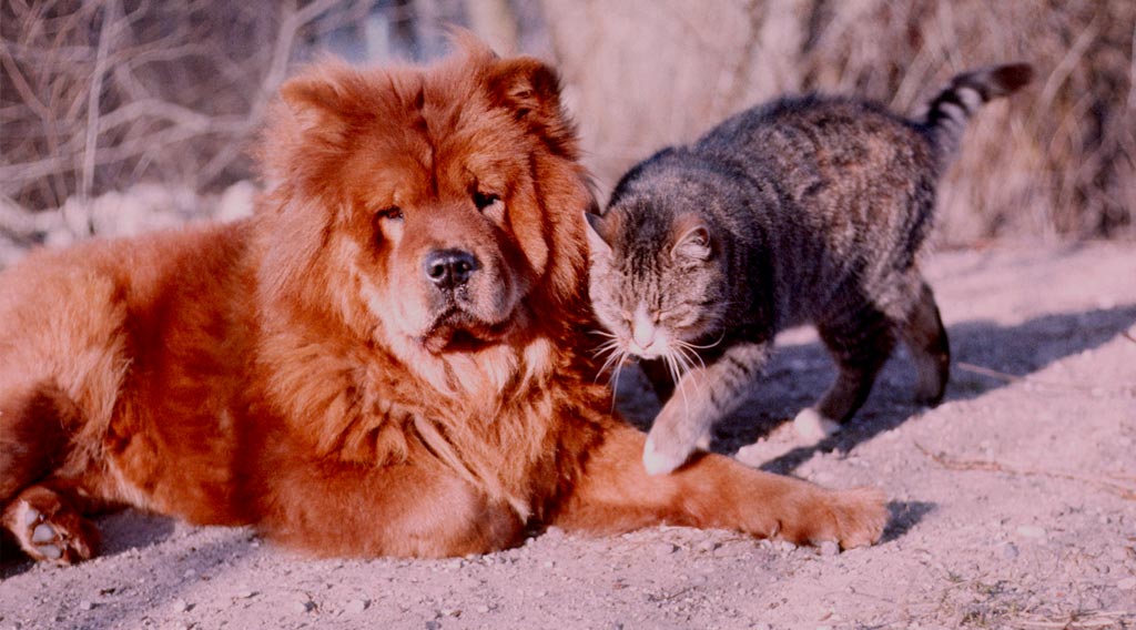 Reclining chow chow with standing cat