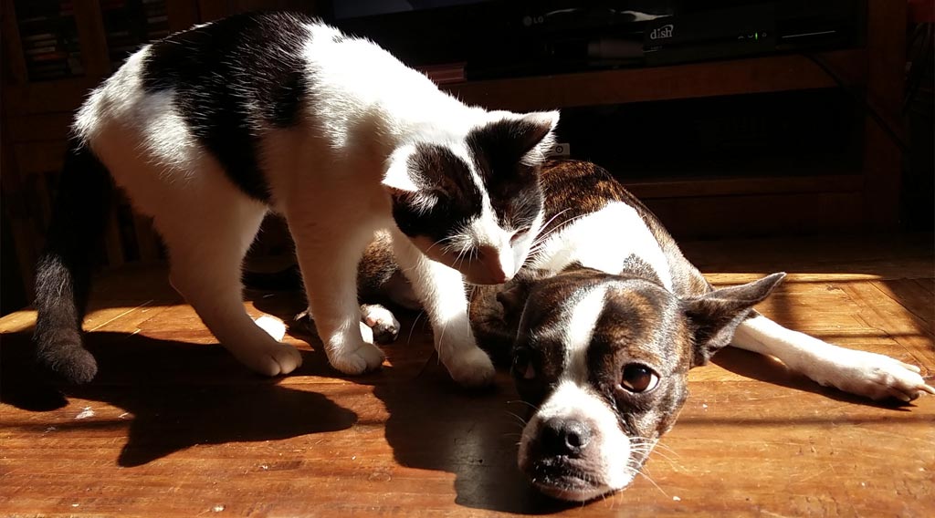 Standing cat sniffing reclining dog's head