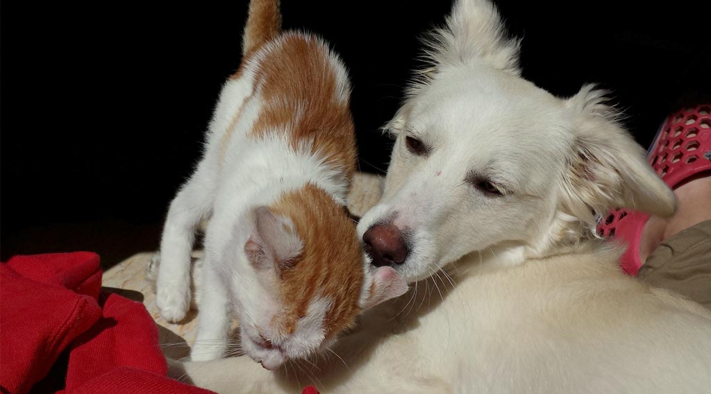 Reclining white dog licking brown and white cat's ear