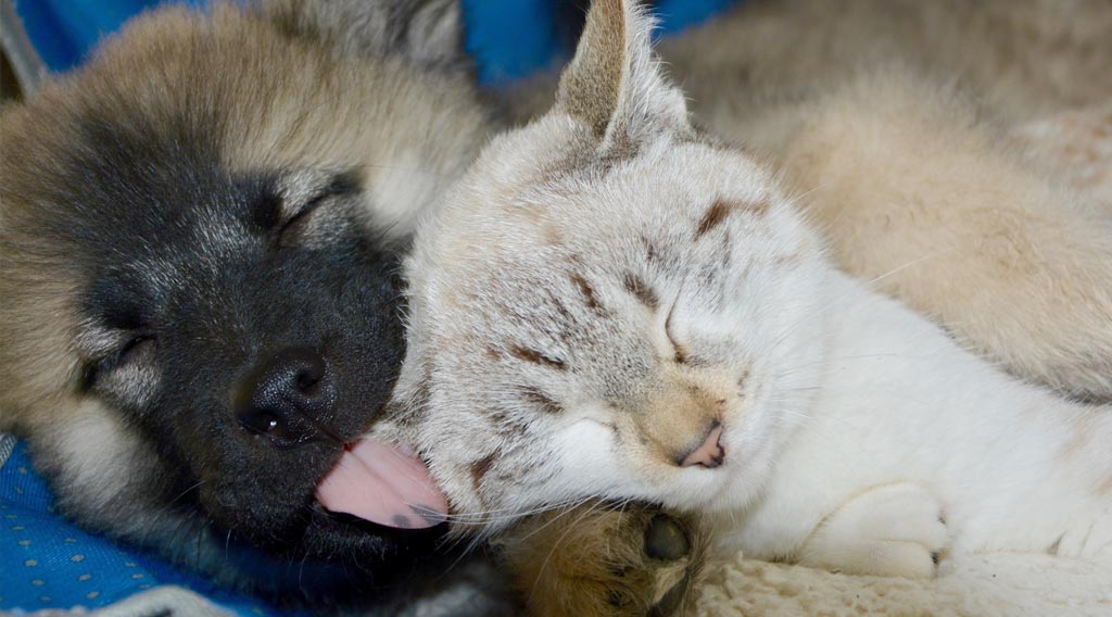 Dog and cat sleeping together