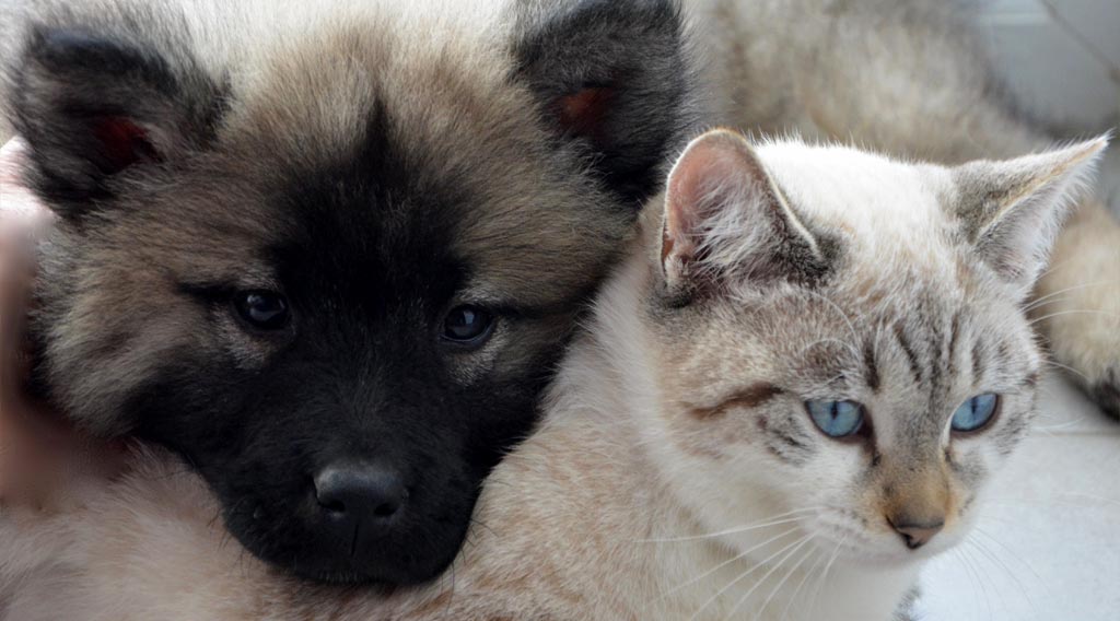 Dog and cat next to each other