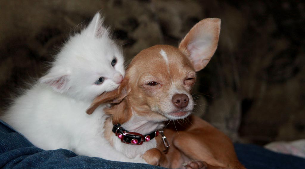 Cat grooming dog's ear