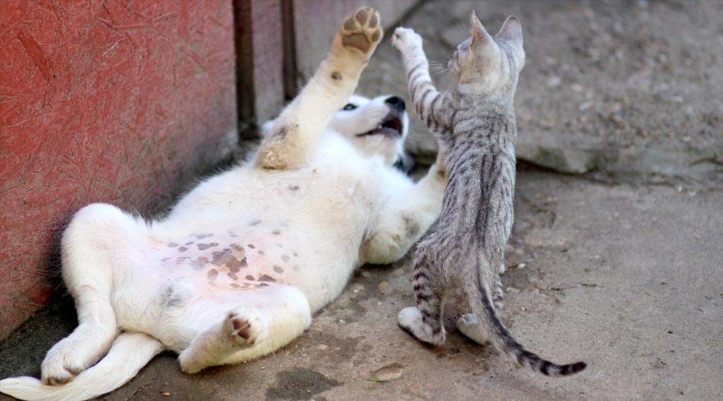 Cat standing on hind legs playing with puppy lying on its back