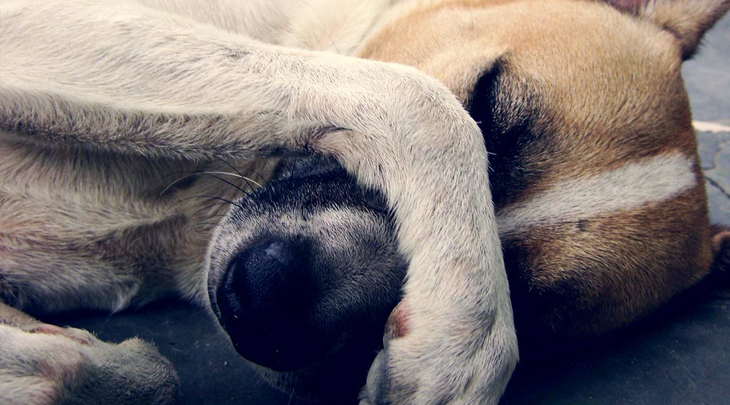 Dog with paw over its muzzle