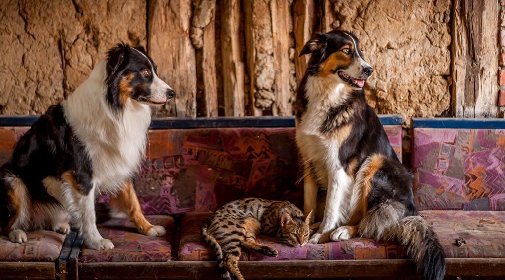 Two dogs seated with a reclining cat between them