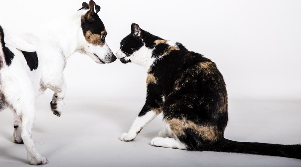 Terrier nose-to-nose with cat