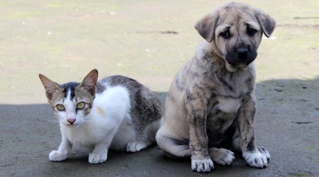 Crouching kitten next to seated brindle puppy